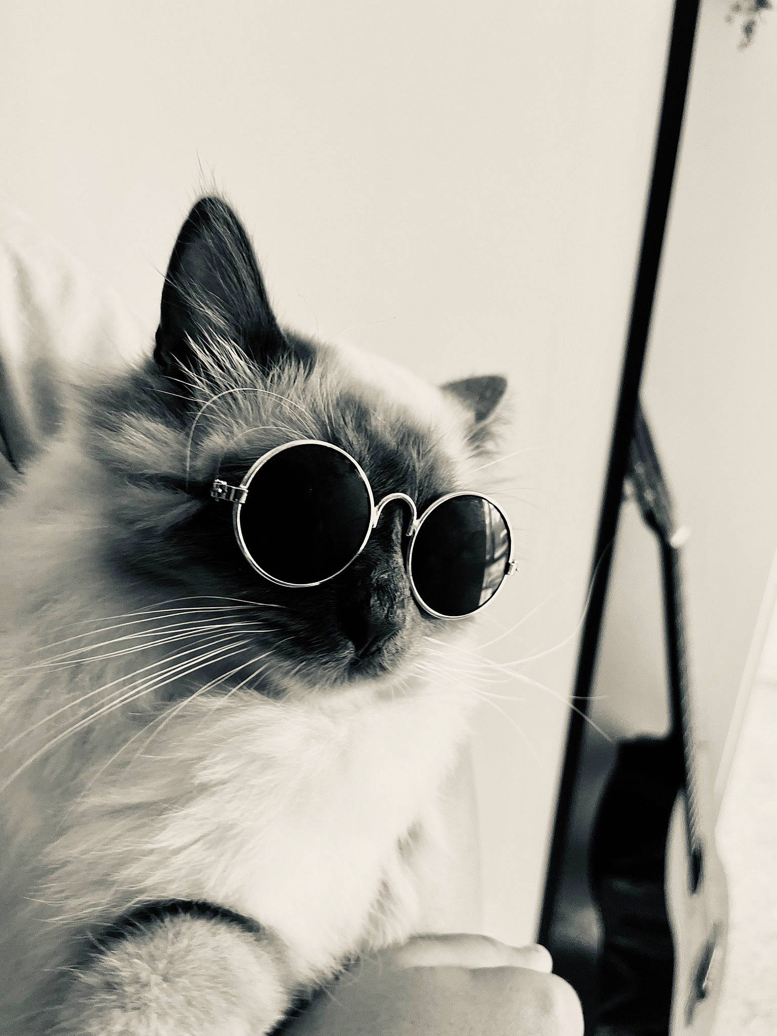 Saphir participe au concours pour gagner de l'argent avec cette photo : black_and_white, carnivore, cat, cloud, comfort, eyewear, felidae, fur, glasses, goggles, grey, happy, monochrome_photography, paw, sky, small_to_medium_sized_cats, snout, sunglasses, vision_care, whiskers