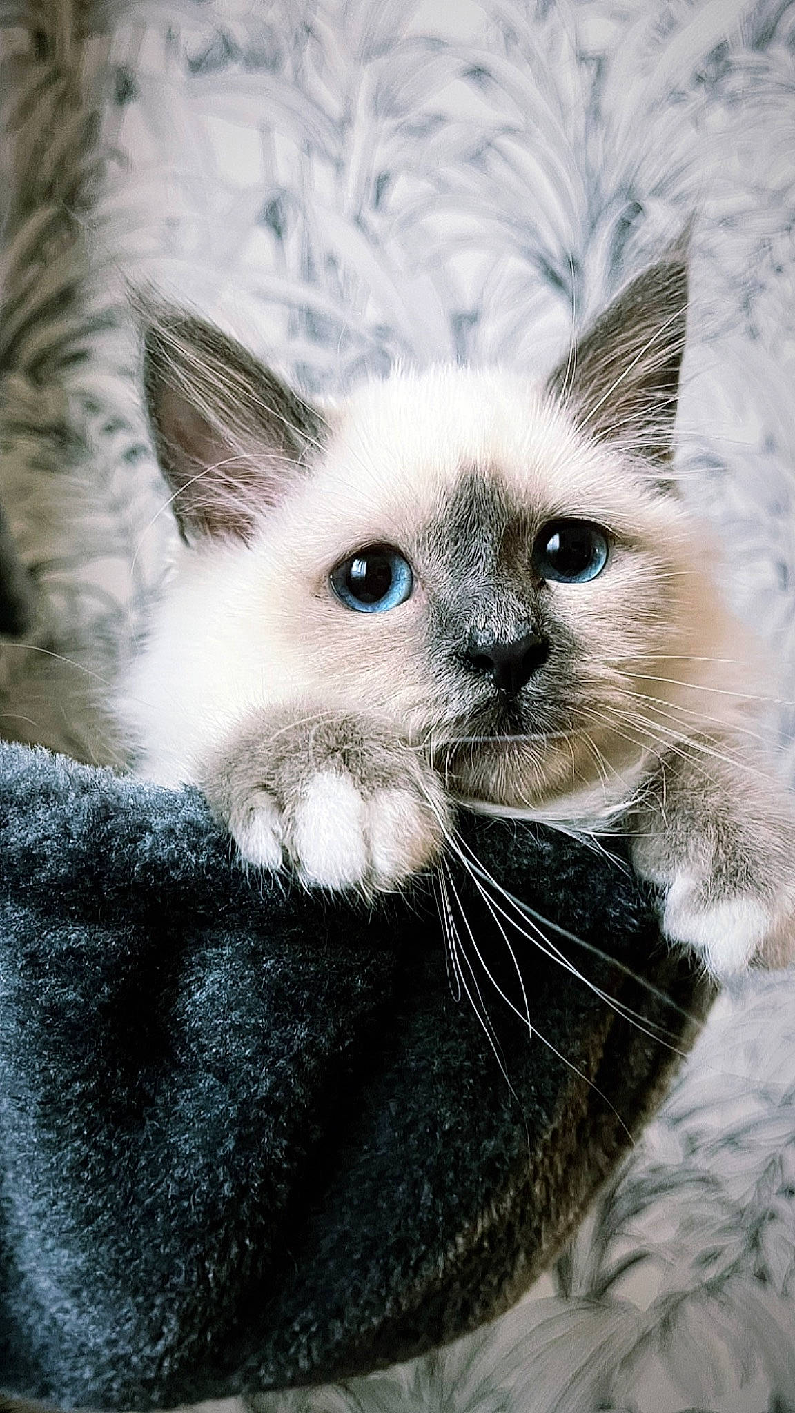 Saphir a rejoint le concours — aidez-le/la à gagner de superbes lots ! birman, carnivore, cat, claw, close_up, domestic_short_haired_cat, eye, fawn, felidae, fur, head, paw, siamese, small_to_medium_sized_cats, snout, tail, terrestrial_animal, whiskers