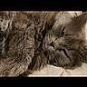 cat, gray_cat, fluffy, sleepy, tongue_out, pet, animal, feline, closeup, resting, cute, soft, whiskers, fur, domestic_cat, indoor, relaxed, lying_down, face, eyes