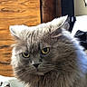 cat, gray_cat, fluffy, yellow_eyes, pet, indoor, furniture, wooden_cabinet, portrait, animal, fur, domestic_cat, closeup, cute, whiskers, face, looking, home, cozy, soft_light