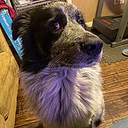 Titan is registered to the contest to win money with this photo: dog, indoor, wooden_floor, furry, black_and_white, pet, animal, mammal, flooring, treadmill, food_bowl, close_up, side_view, sitting, domestic, companion, fur, whiskers, curious, household