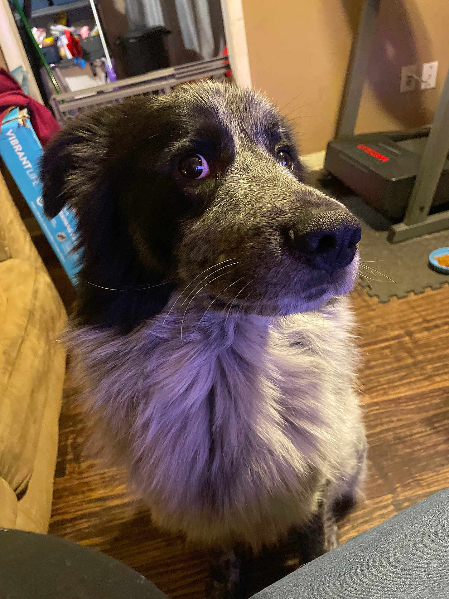 Titan is registered to the contest to win money with this photo: dog, indoor, wooden_floor, furry, black_and_white, pet, animal, mammal, flooring, treadmill, food_bowl, close_up, side_view, sitting, domestic, companion, fur, whiskers, curious, household