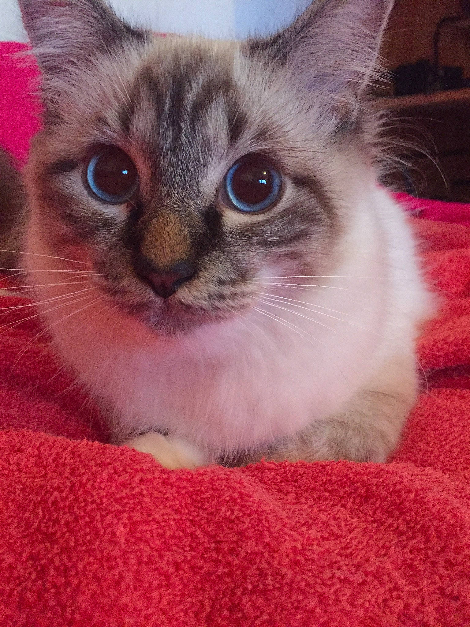 Misha a rejoint le concours — aidez-le/la à gagner de superbes lots ! aegean_cat, asian, balinese, birman, carnivore, cat, domestic_short_haired_cat, eye, felidae, iris, javanese, kitten, mammal, ojos_azules, ragdoll, siamese, small_to_medium_sized_cats, thai, vertebrate, whiskers