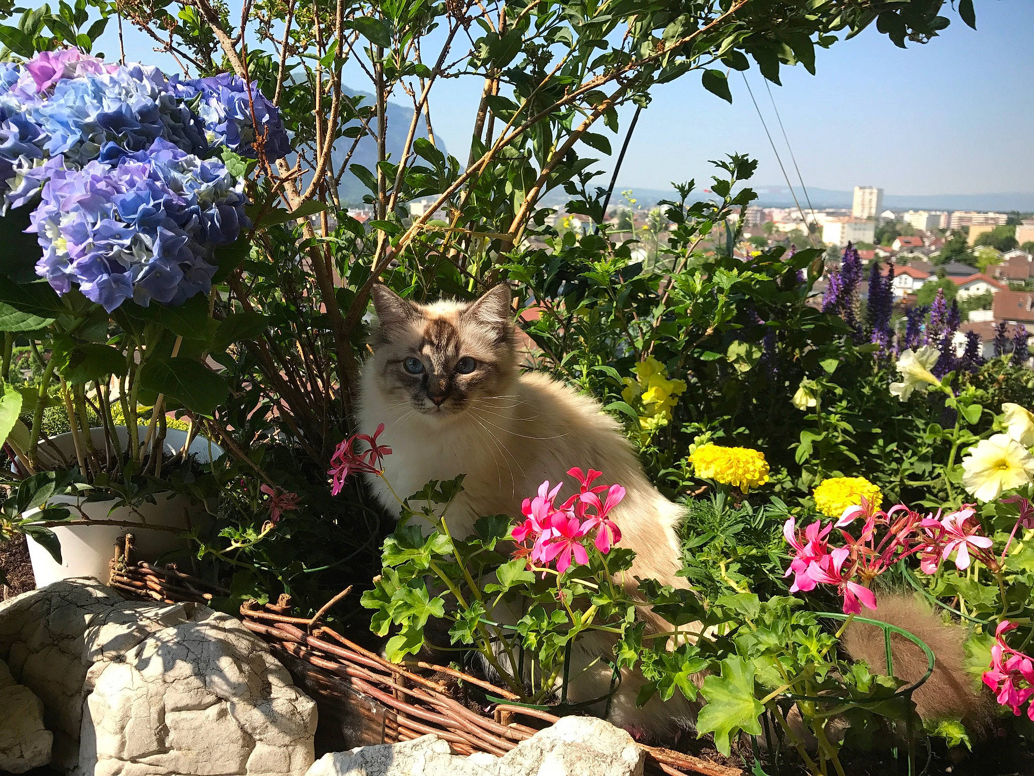 Misha participe au concours pour gagner de l'argent avec cette photo : botany, carnivore, cat, fawn, felidae, flower, flowering_plant, garden, herbaceous_plant, plant, shrub, small_to_medium_sized_cats, spring, viola, violet_family, wildflower