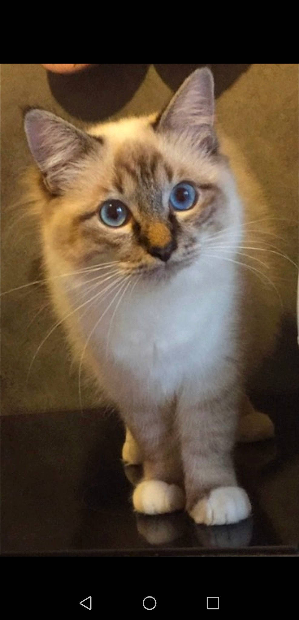 Misha a rejoint le concours — aidez-le/la à gagner de superbes lots ! aegean_cat, american_wirehair, asian, asian_semi_longhair, birman, carnivore, cat, domestic_short_haired_cat, european_shorthair, fawn, felidae, kitten, mammal, munchkin, polydactyl_cat, ragdoll, small_to_medium_sized_cats, thai, vertebrate, whiskers