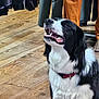 dog, black_and_white, collar, indoor, wooden_floor, clothes, mannequin, pet, canine, happy, looking_up, fur, tongue, mouth_open, store, retail, shopping, animal, companion, domestic