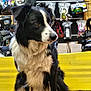 dog, border_collie, black_and_white, sitting, indoor, pet, fur, animal, bench, yellow, gear, equipment, packaged_items, wall, curious, calm, floor, shop, leisure, domestic_animal