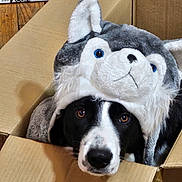 Raven a rejoint le concours — aidez-le/la à gagner de superbes lots ! dog, cardboard_box, hat, wolf_hat, black_and_white_dog, pet, indoor, curious, close_up, animal, costume, cute, looking_at_camera, brown_eyes, furry, face, domestic_animal, playful, funny, portrait