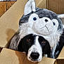 dog, cardboard_box, hat, wolf_hat, black_and_white_dog, pet, indoor, curious, close_up, animal, costume, cute, looking_at_camera, brown_eyes, furry, face, domestic_animal, playful, funny, portrait