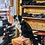 Raven participe au concours pour gagner de l'argent avec cette photo : dog, shoe_boxes, store, wooden_shelves, black_and_white, pet, indoor, stacked_boxes, window, footwear, retail, animal, sitting, fur, tail, store_interior, light, looking, shop, guard_dog