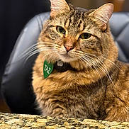 Taz joined the competition — help win amazing prizes! animal, blurred_background, cat, chair, closeup, collar, domestic_cat, ears, eyes, feline, fur, granite_countertop, indoor, looking, name_tag, pet, portrait, seated, tabby, whiskers