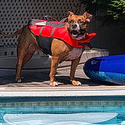 Luna is registered to the contest to win money with this photo: dog, life_jacket, pool, water, deck, inflatable, backyard, sunny, smiling, panting, pet, brown_dog, paws, tongue, fence, conifer, reflection, shadow, safety, outdoor