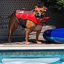 dog, life_jacket, pool, water, deck, inflatable, backyard, sunny, smiling, panting, pet, brown_dog, paws, tongue, fence, conifer, reflection, shadow, safety, outdoor