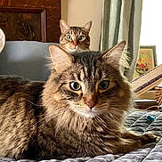 Bob And Girl is registered to the contest to win money with this photo: cat, tabby_cat, feline, pet, animal, bed, blanket, quilt, fur, whiskers, ears, indoor, curious, eyes, portrait, relaxed, domestic, cute, cozy, two_cats