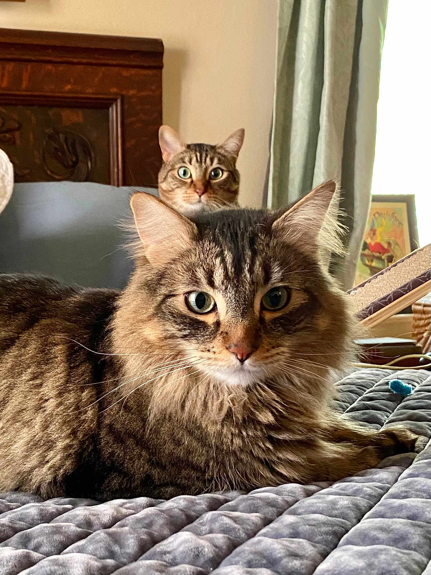 Bob And Girl is registered to the contest to win money with this photo: cat, tabby_cat, feline, pet, animal, bed, blanket, quilt, fur, whiskers, ears, indoor, curious, eyes, portrait, relaxed, domestic, cute, cozy, two_cats