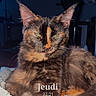 Mya participe au concours pour gagner de l'argent avec cette photo : cat, tortoiseshell, animal, pet, indoor, blanket, feline, relaxed, cozy, fur, ears, whiskers, sleepy, home, domestic, portrait, face, resting, cute, mammal