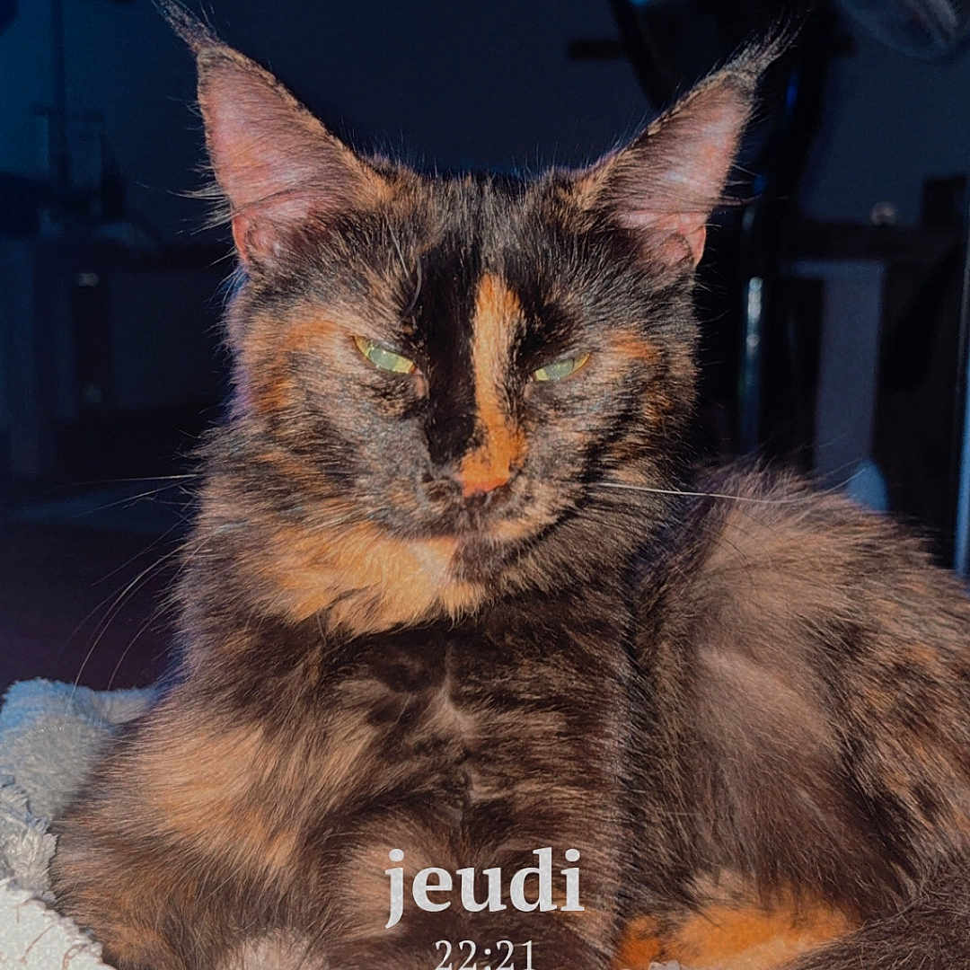 Mya participe au concours pour gagner de l'argent avec cette photo : cat, tortoiseshell, animal, pet, indoor, blanket, feline, relaxed, cozy, fur, ears, whiskers, sleepy, home, domestic, portrait, face, resting, cute, mammal