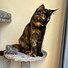 Mya participe au concours pour gagner de l'argent avec cette photo : cat, tortoiseshell_cat, pet, indoor, cat_tree, toy_mouse, feline, animal, fur, perched, amber_eyes, looking_away, cozy, gray, soft_texture, curtain, wall, domestic_animal, playful, quiet