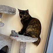 Mya participe au concours pour gagner de l'argent avec cette photo : cat, tortoiseshell, cat_tree, toy_mouse, indoor, pet, feline, gray, plush, curtain, wall, sitting, looking, fur, ears, tail, animal, domestic, cozy, soft