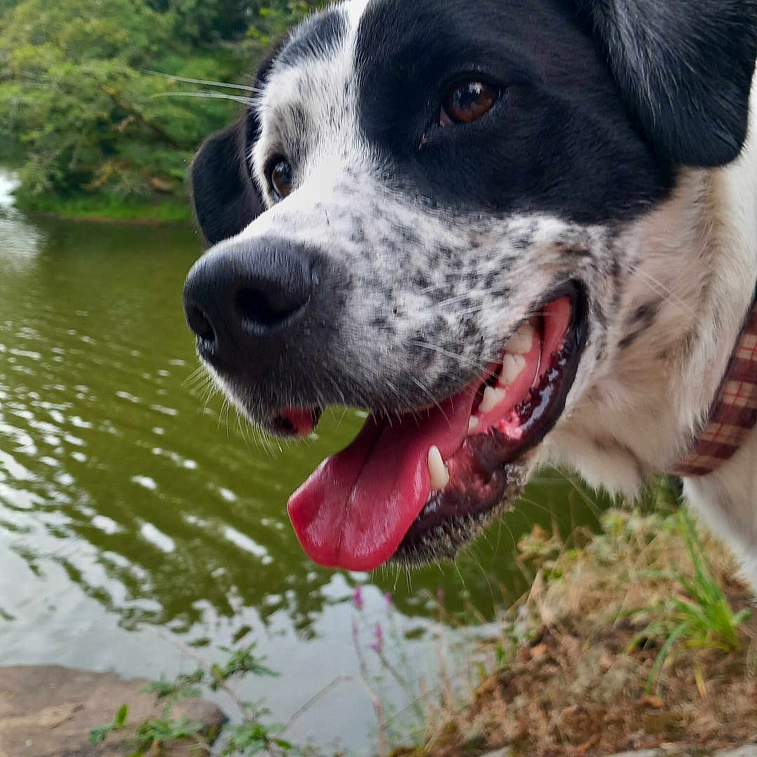 Laika