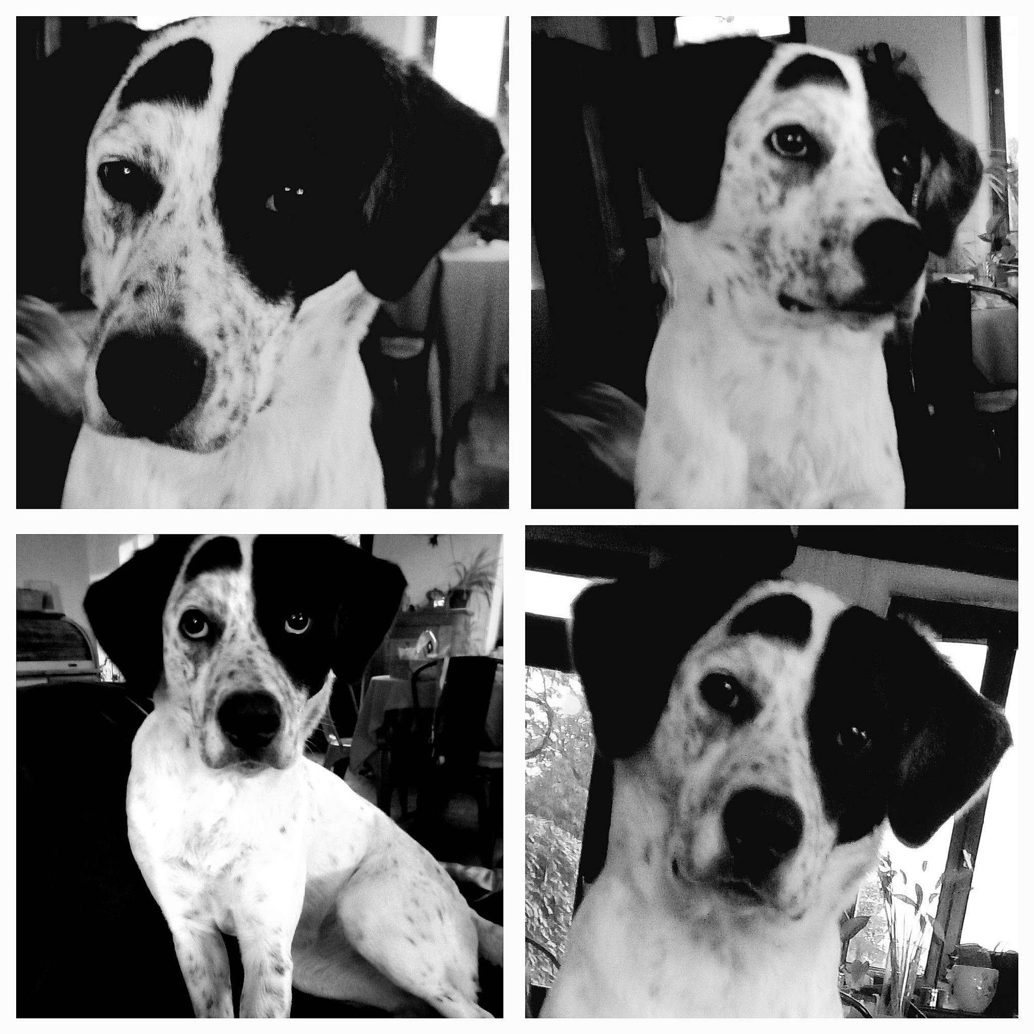 Laika a rejoint le concours — aidez-le/la à gagner de superbes lots ! black, black_and_white, carnivore, collar, companion_dog, dog, dog_breed, jaw, mammal, monochrome, monochrome_photography, photograph, snapshot, snout, sporting_group, stock_photography, style, vertebrate, white, working_animal