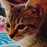 Tigresse a rejoint le concours — aidez-le/la à gagner de superbes lots ! kitten, tabby, cat, close_up, fur, whiskers, ears, eyes, face, pet, animal, indoor, table, pattern, human, background, blur, warm_lighting, curious, sitting