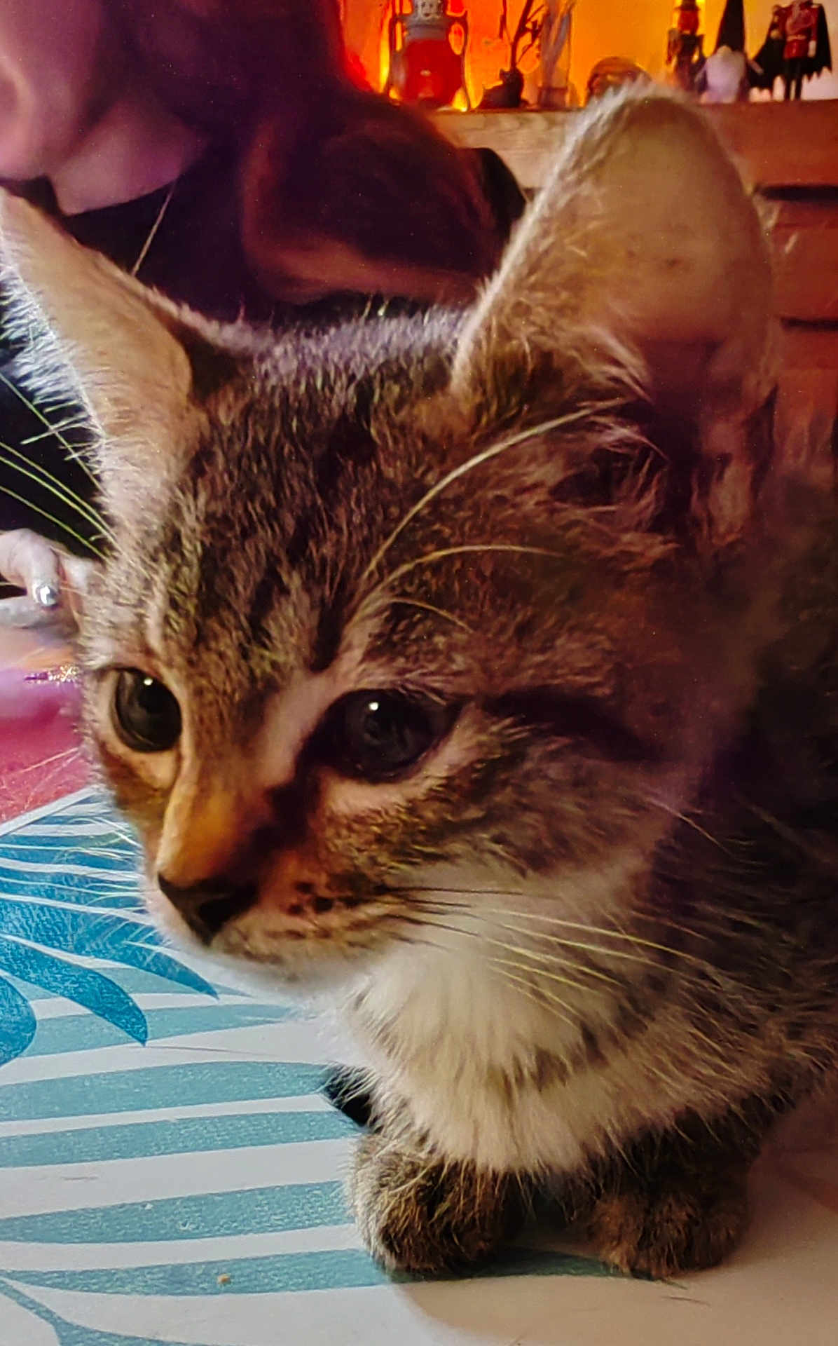 Tigresse a rejoint le concours — aidez-le/la à gagner de superbes lots ! kitten, tabby, cat, close_up, fur, whiskers, ears, eyes, face, pet, animal, indoor, table, pattern, human, background, blur, warm_lighting, curious, sitting