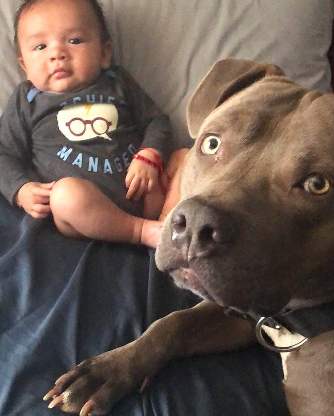 Elijah is registered to the contest to win money with this photo: american_pit_bull_terrier, american_staffordshire_terrier, bandog, cane_corso, canidae, canis_panther, carnivore, child, companion_dog, dog, dog_breed, fawn, mammal, non_sporting_group, nose, person, pit_bull, skin, snout, sporting_group