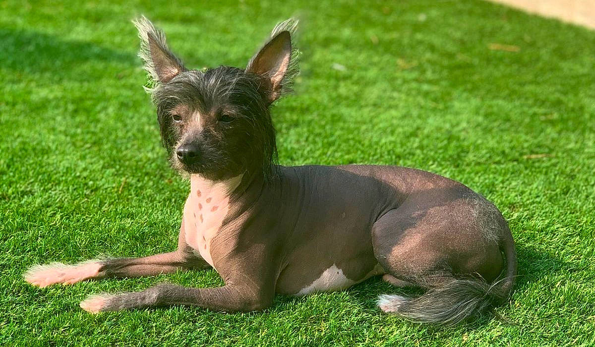 Bigus Dikus is registered to the contest to win money with this photo: canidae, carnivore, companion_dog, dog, dog_breed, ear, fawn, fur, grass, grassland, liver, plant, snout, sporting_group, terrestrial_animal, toy_dog, whiskers, wildlife, working_animal, working_dog