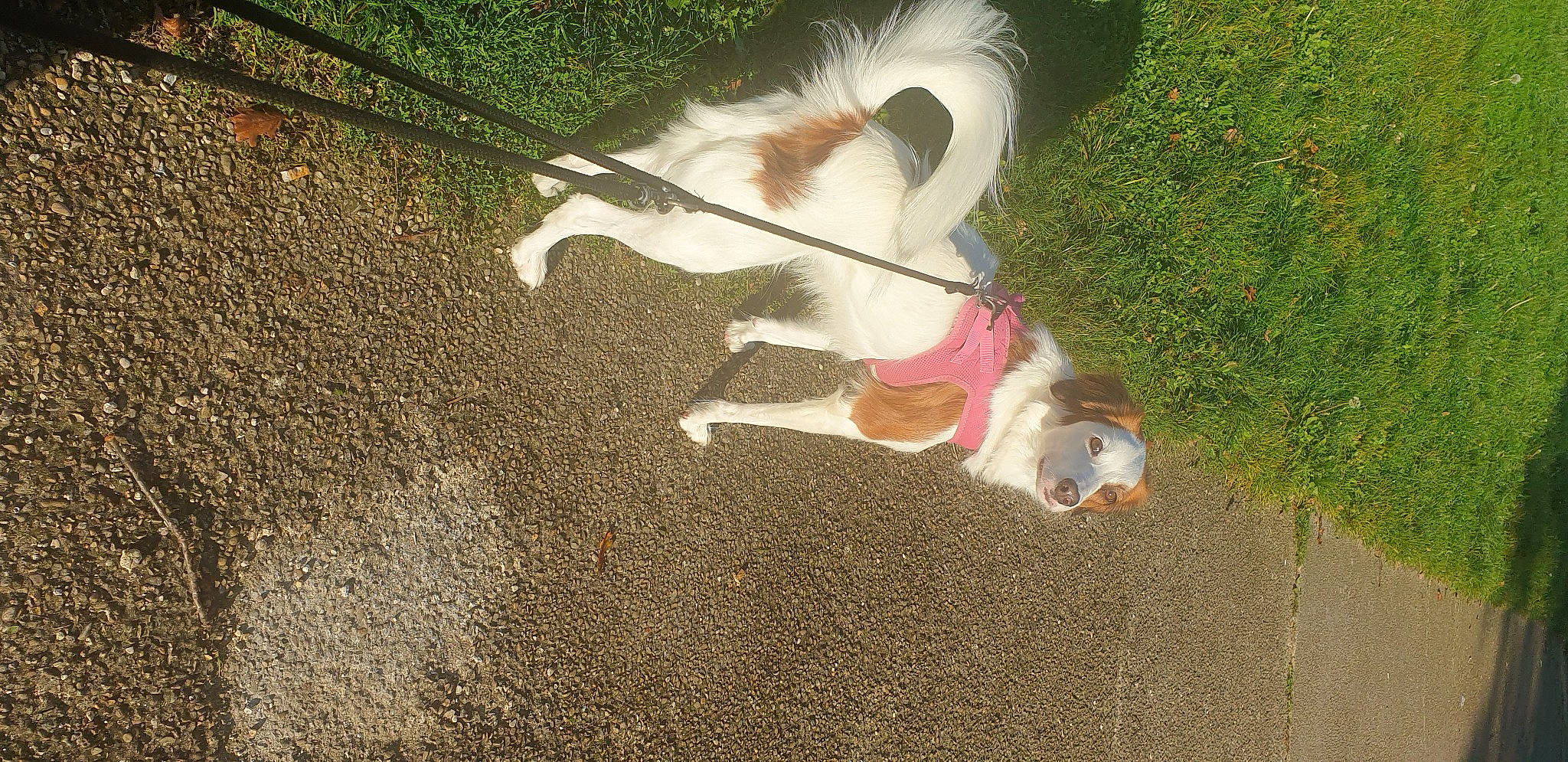 Suzie a rejoint le concours — aidez-le/la à gagner de superbes lots ! asphalt, canidae, carnivore, companion_dog, dog, dog_breed, fawn, felidae, fur, grass, leash, paw, pet_supply, road_surface, scotch_collie, sidewalk, small_to_medium_sized_cats, snout, tail, whiskers