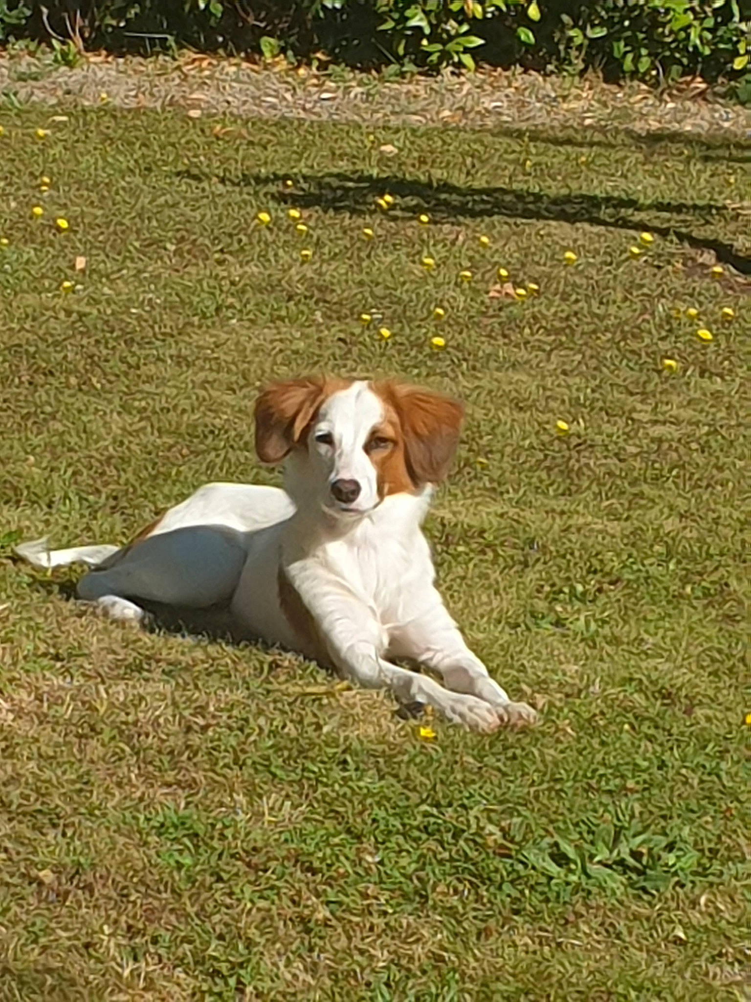 Suzie participe au concours pour gagner de l'argent avec cette photo : braque_saint_germain, brittany, canidae, carnivore, companion_dog, dog, dog_breed, drentse_patrijshond, grass, harrier, hunting_dog, kooikerhondje, mammal, spaniel, sporting_group, vertebrate, welsh_springer_spaniel