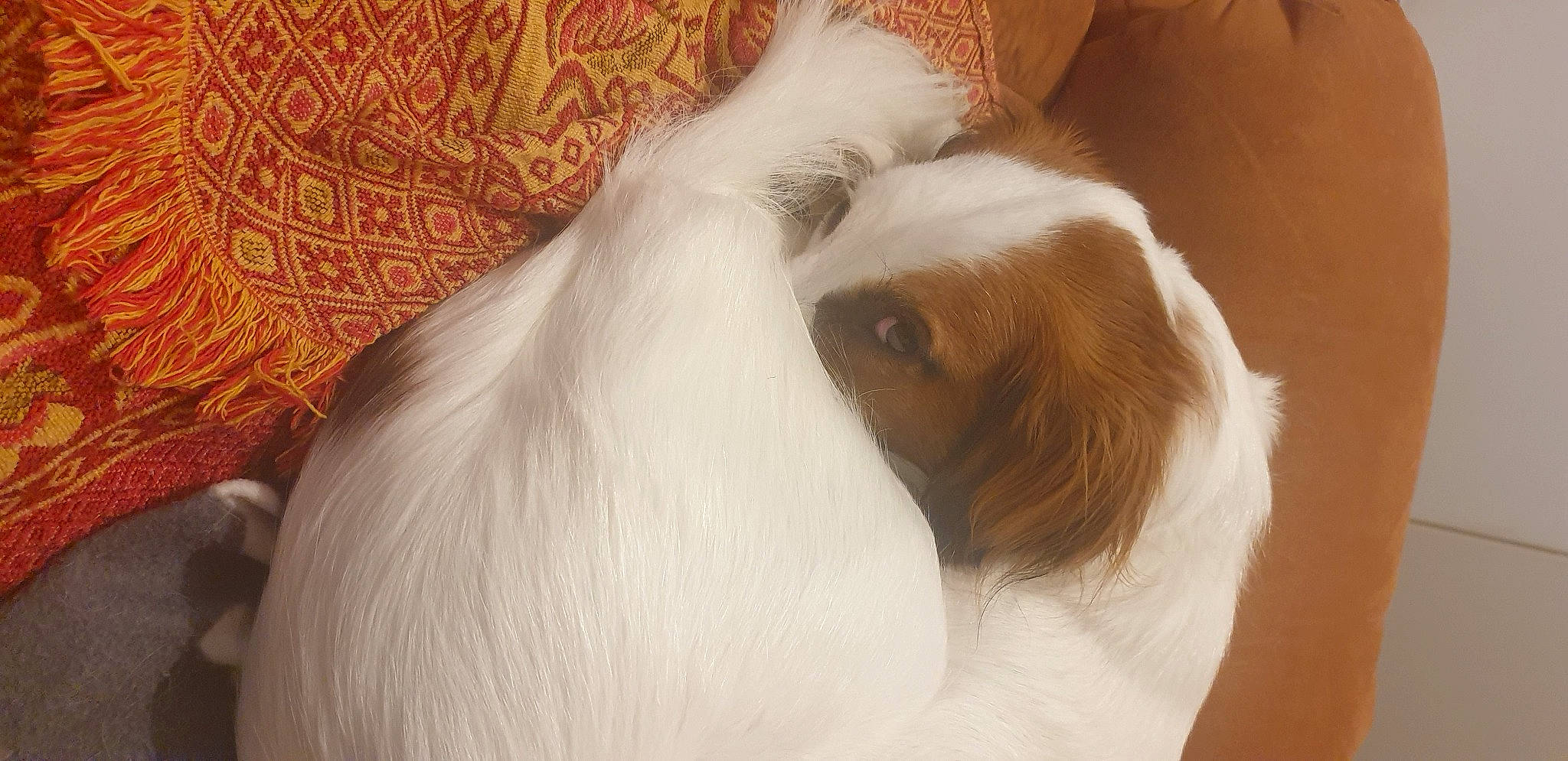 Suzie a rejoint le concours — aidez-le/la à gagner de superbes lots ! canidae, carnivore, comfort, companion_dog, dog, dog_breed, ear, fawn, fur, liver, snout, sporting_group, tail, terrestrial_animal, whiskers, working_animal