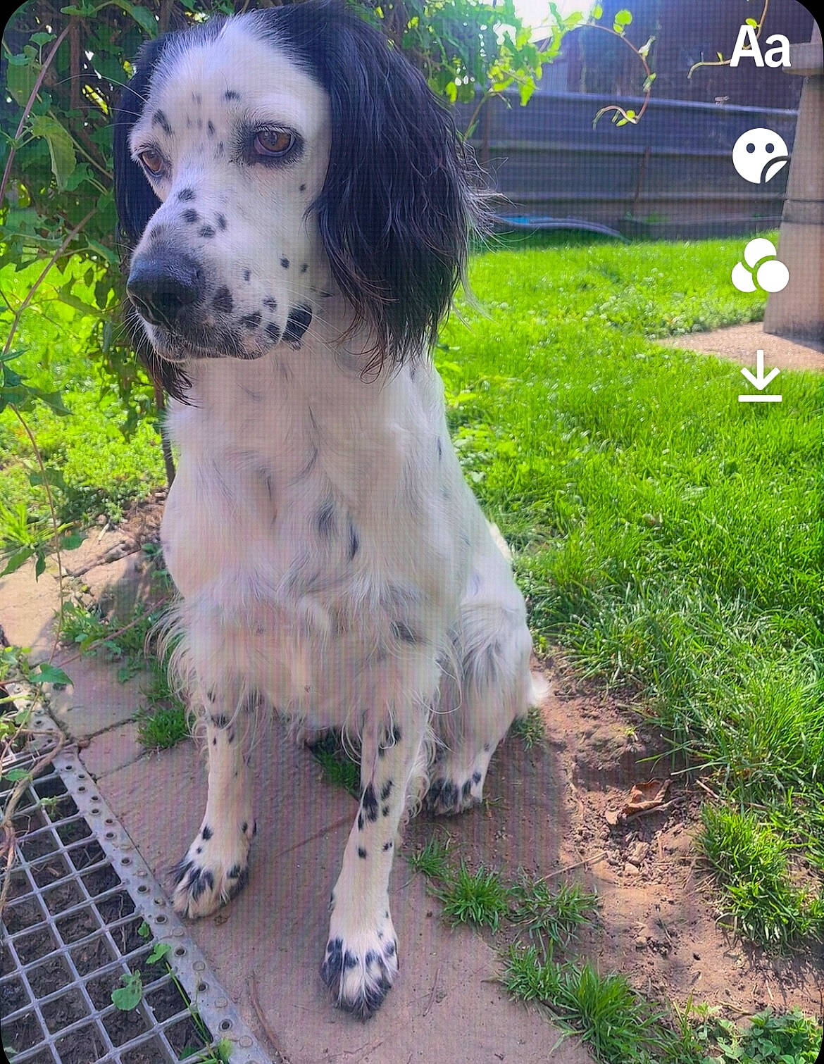 Maya a rejoint le concours — aidez-le/la à gagner de superbes lots ! carnivore, companion_dog, dog, dog_breed, fur, grass, gun_dog, mesh, metal, non_sporting_group, plant, spaniel, terrestrial_animal, tree, whiskers, working_animal