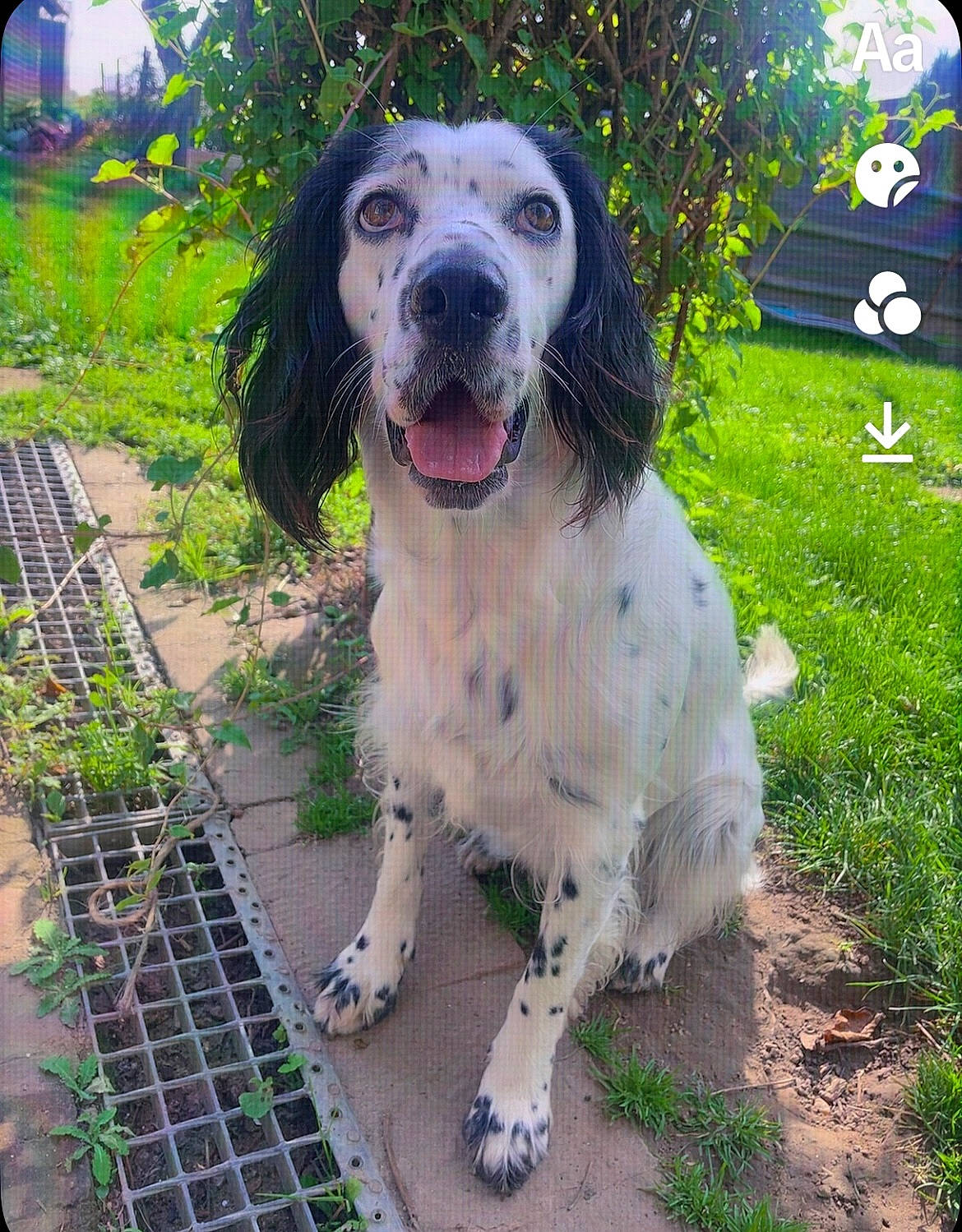 Maya a rejoint le concours — aidez-le/la à gagner de superbes lots ! canidae, carnivore, companion_dog, dog, dog_breed, fang, grass, gun_dog, hunting_dog, mesh, plant, sporting_group, tree, working_animal, working_dog