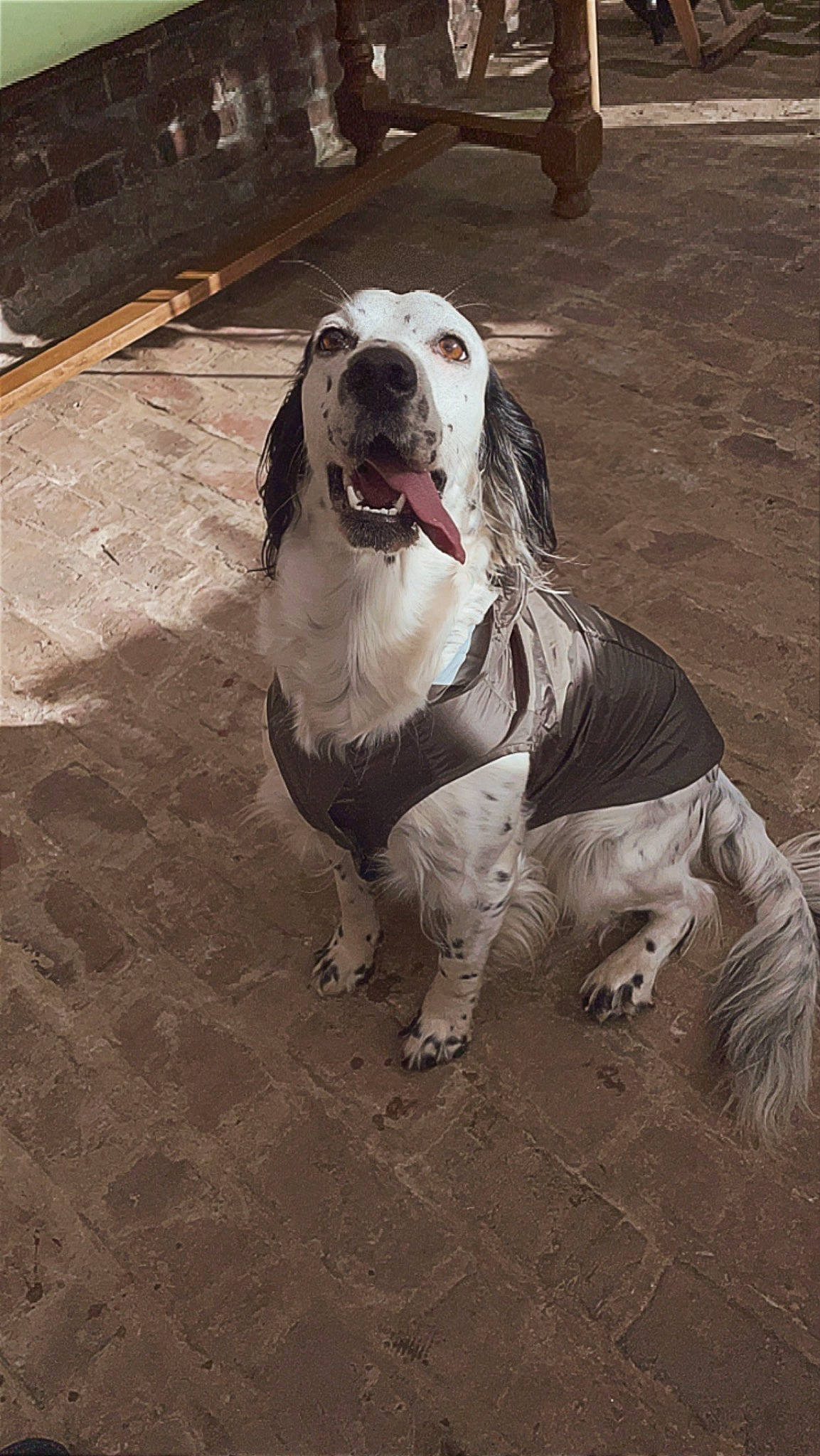 Maya a rejoint le concours — aidez-le/la à gagner de superbes lots ! canidae, carnivore, collar, companion_dog, dog, dog_breed, dog_collar, dog_supply, fawn, flooring, guard_dog, leash, metal, monochrome_photography, non_sporting_group, snout, sporting_group, whiskers, working_animal, working_dog