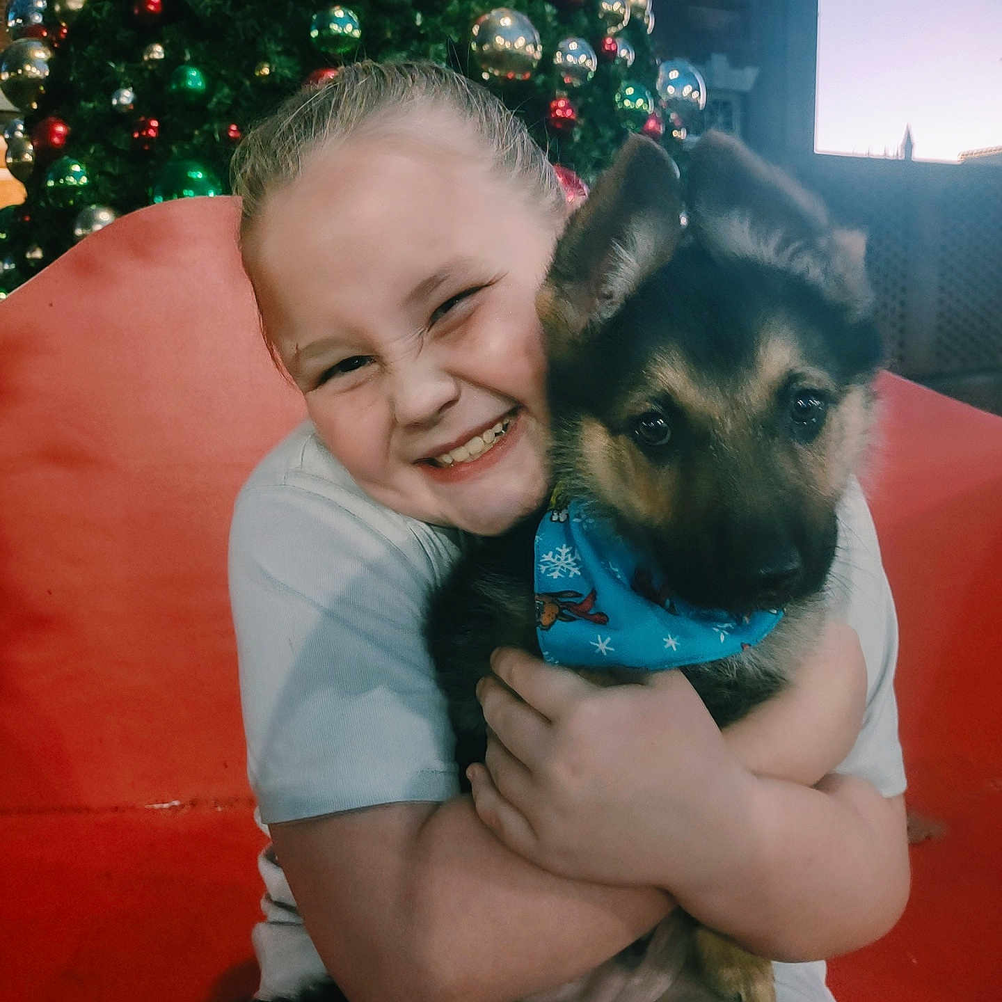 Rocky is registered to the contest to win money with this photo: accessories, animal, baby, canine, couch, dog, face, furniture, germanshepherd, happy, head, husky, person, pet, photography, plant, portrait, puppy, smile, tree