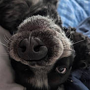 Teddy joined the competition — help win amazing prizes! dog, close_up, nose, face, pet, animal, fur, bed, blanket, blue_blanket, white_blanket, lying_down, upside_down, cute, whiskers, eye, soft_light, indoor, cozy, resting
