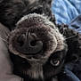 dog, close_up, nose, face, pet, animal, fur, bed, blanket, blue_blanket, white_blanket, lying_down, upside_down, cute, whiskers, eye, soft_light, indoor, cozy, resting