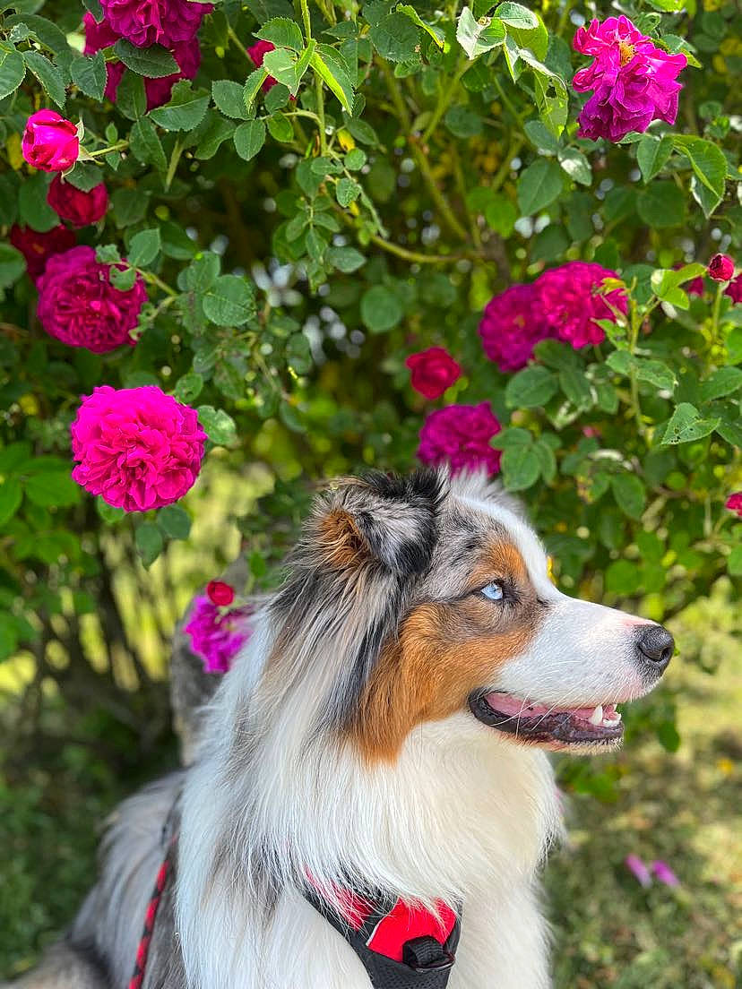 Syrano a rejoint le concours — aidez-le/la à gagner de superbes lots ! annual_plant, carnivore, collar, collie, companion_dog, dog, dog_breed, flower, flowering_plant, grass, herding_dog, magenta, petal, plant, rose_family, rough_collie, shrub, snout, tree, whiskers