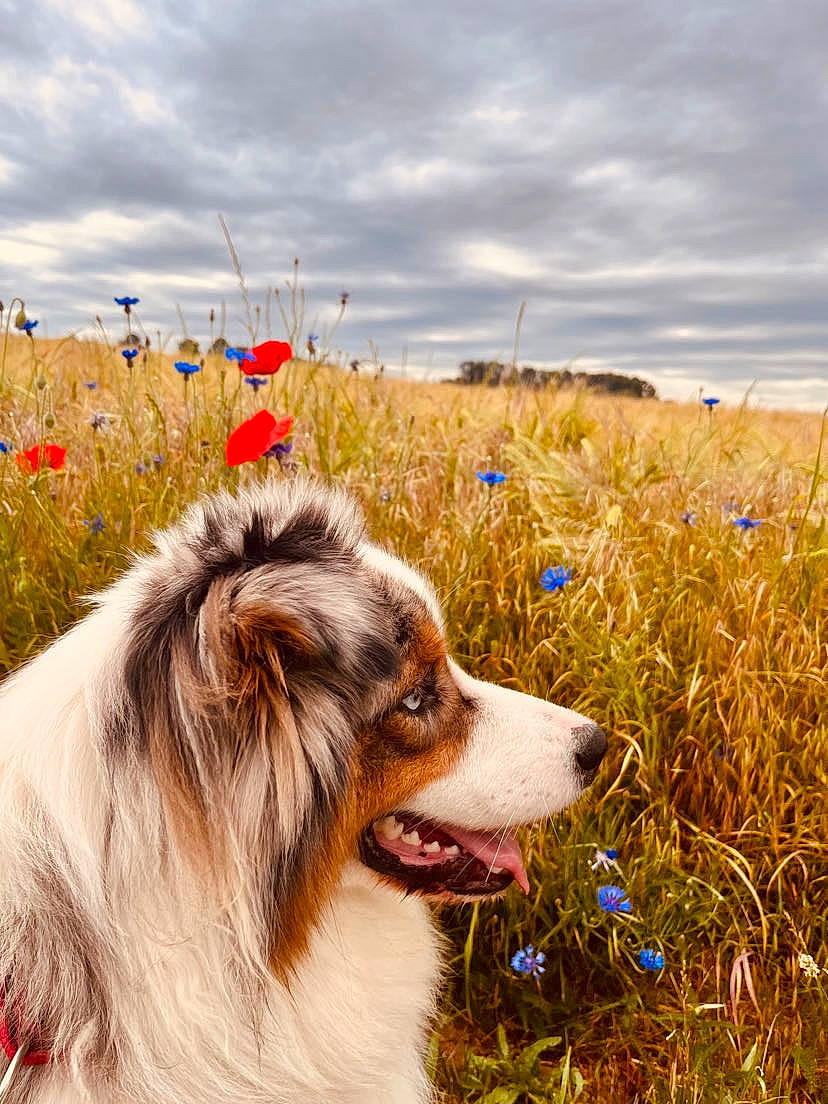 Syrano participe au concours pour gagner de l'argent avec cette photo : australian_shepherd, carnivore, cloud, companion_dog, dog, dog_breed, flower, fur, grass, grassland, happy, herding_dog, landscape, natural_landscape, plant, prairie, sky, snout, whiskers, wind