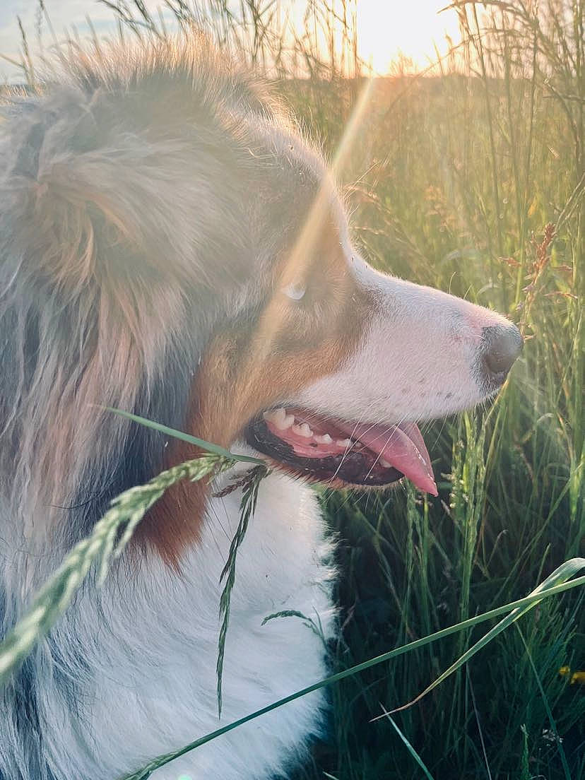 Syrano a rejoint le concours — aidez-le/la à gagner de superbes lots ! borzoi, canidae, carnivore, companion_dog, dog, dog_breed, fang, grass, grassland, happy, jaw, liver, mammal, pasture, people_in_nature, plant, snout, sporting_group, terrestrial_animal, working_animal