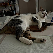Apolo participe au concours pour gagner de l'argent avec cette photo : cat, feline, domestic_animal, pet, table, indoor, relaxed, white, tabby, striped, fur, whiskers, paws, legs, ears, eyes, chair, bookshelf, placemat, home