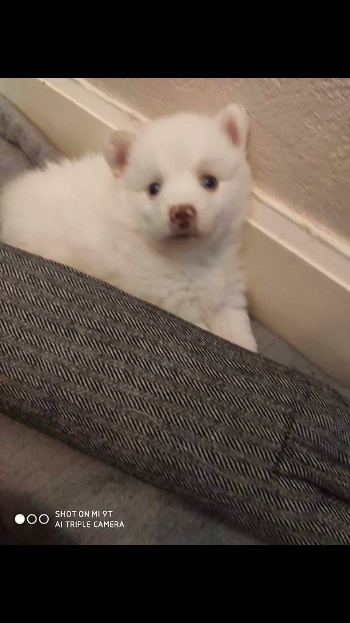 Rubys a rejoint le concours — aidez-le/la à gagner de superbes lots ! carnivore, comfort, companion_dog, dog, dog_breed, fawn, fur, japanese_spitz, metal, non_sporting_group, pattern, paw, samoyed, snout, terrestrial_animal, volpino_italiano, whiskers, working_animal