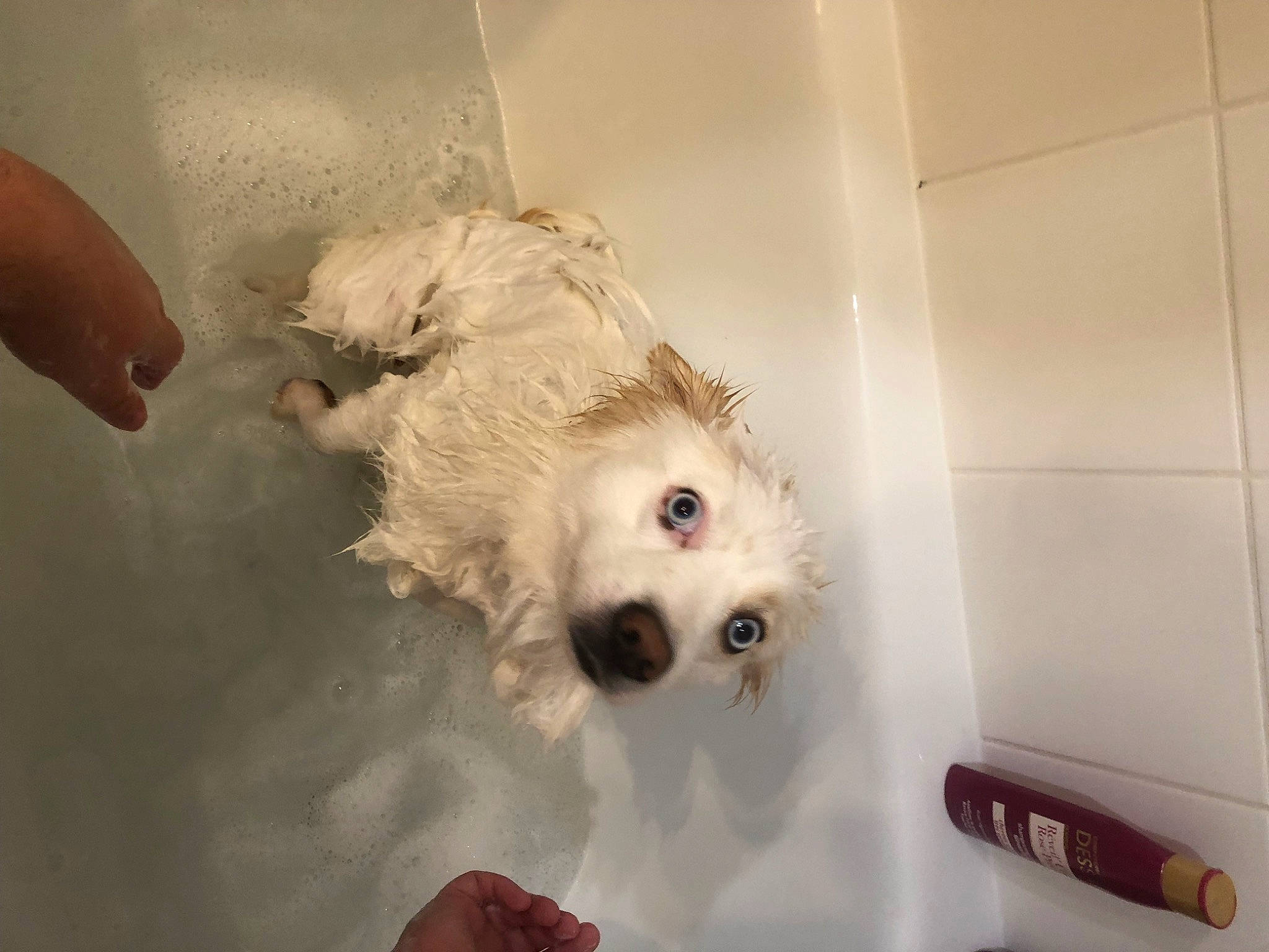 Rubys participe au concours pour gagner de l'argent avec cette photo : canidae, carnivore, companion_dog, dog, dog_breed, flooring, fur, labradoodle, maltepoo, non_sporting_group, poodle, small_terrier, snout, sporting_group, terrier, toy_dog, working_animal