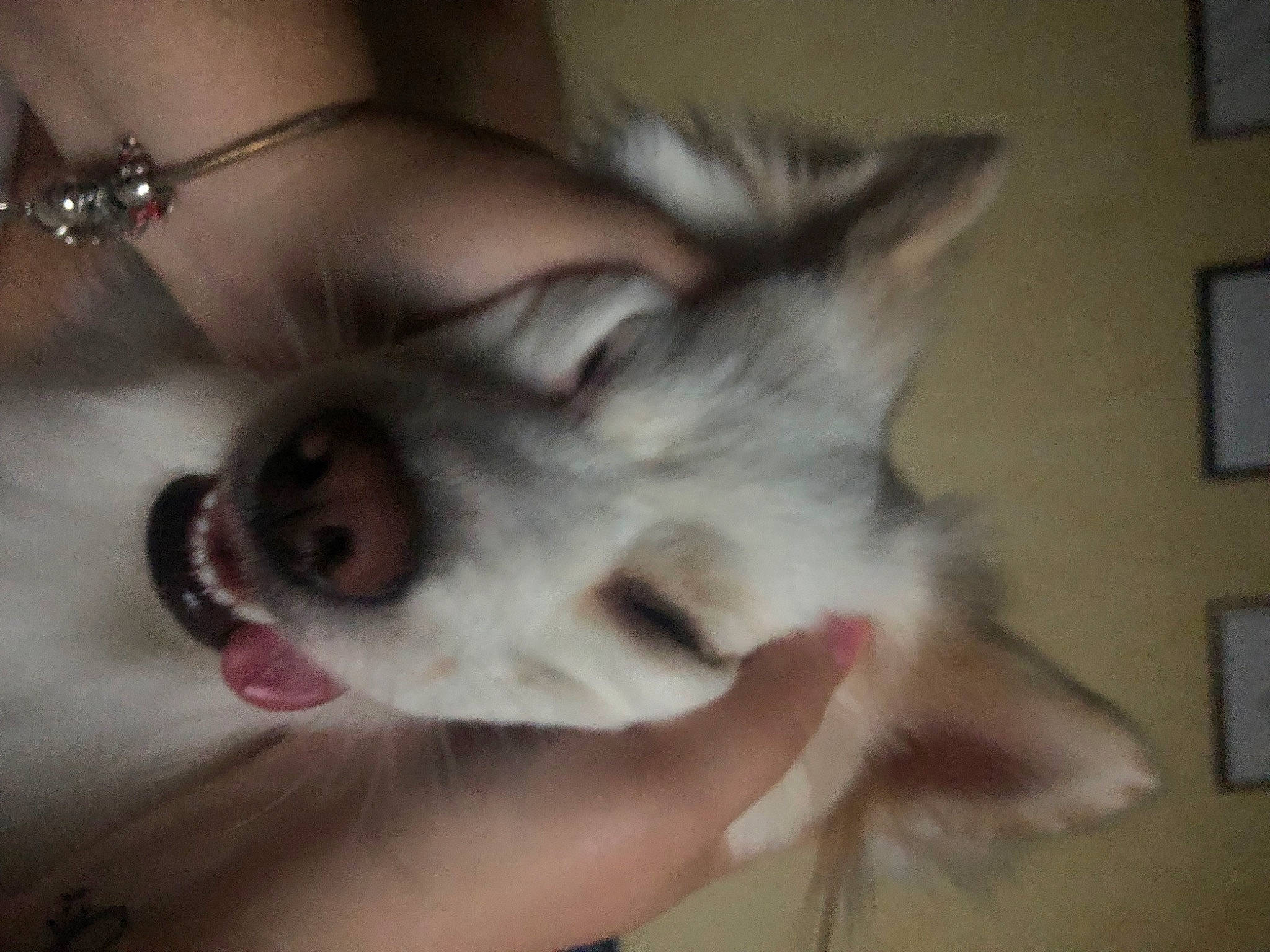 Rubys participe au concours pour gagner de l'argent avec cette photo : canidae, carnivore, claw, comfort, companion_dog, dog, dog_breed, ear, felidae, fur, gesture, jewellery, non_sporting_group, paw, picture_frame, puppy, small_to_medium_sized_cats, sporting_group, whiskers, working_animal