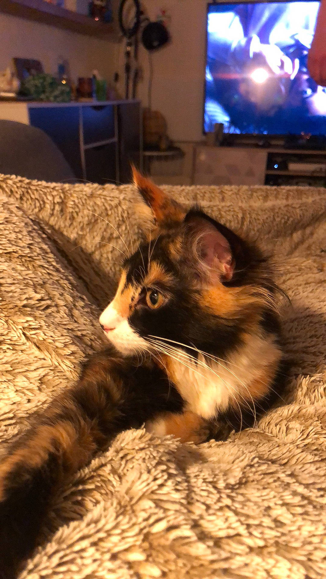 Lilas participe au concours pour gagner de l'argent avec cette photo : cable_television, carnivore, cat, comfort, couch, domestic_short_haired_cat, felidae, flooring, fur, hardwood, led_backlit_lcd_display, living_room, paw, room, small_to_medium_sized_cats, snout, tail, television, whiskers, wood