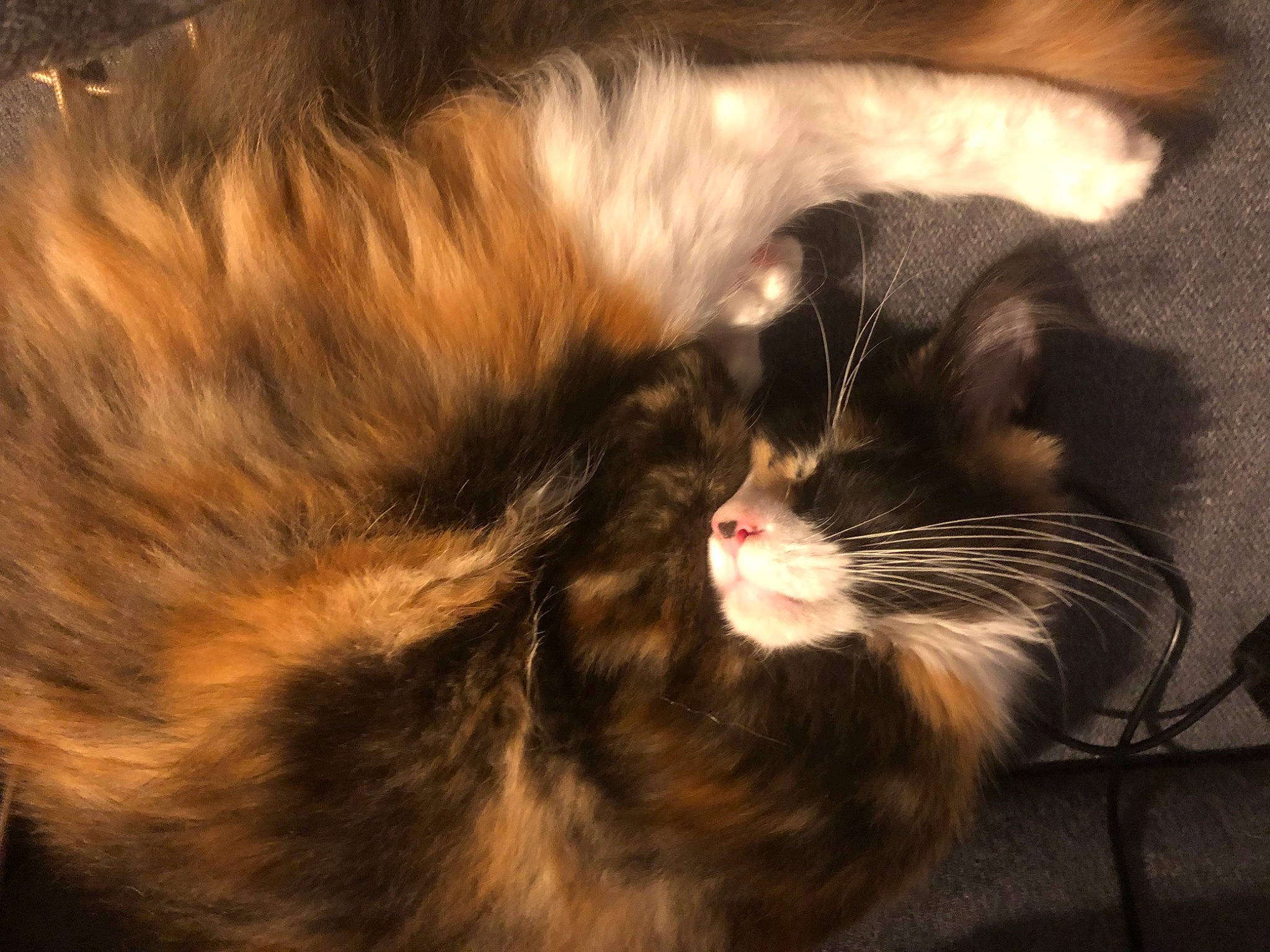 Lilas a rejoint le concours — aidez-le/la à gagner de superbes lots ! carnivore, cat, claw, close_up, comfort, ear, felidae, fur, nap, natural_material, organism, paw, small_to_medium_sized_cats, snout, tail, terrestrial_animal, whiskers