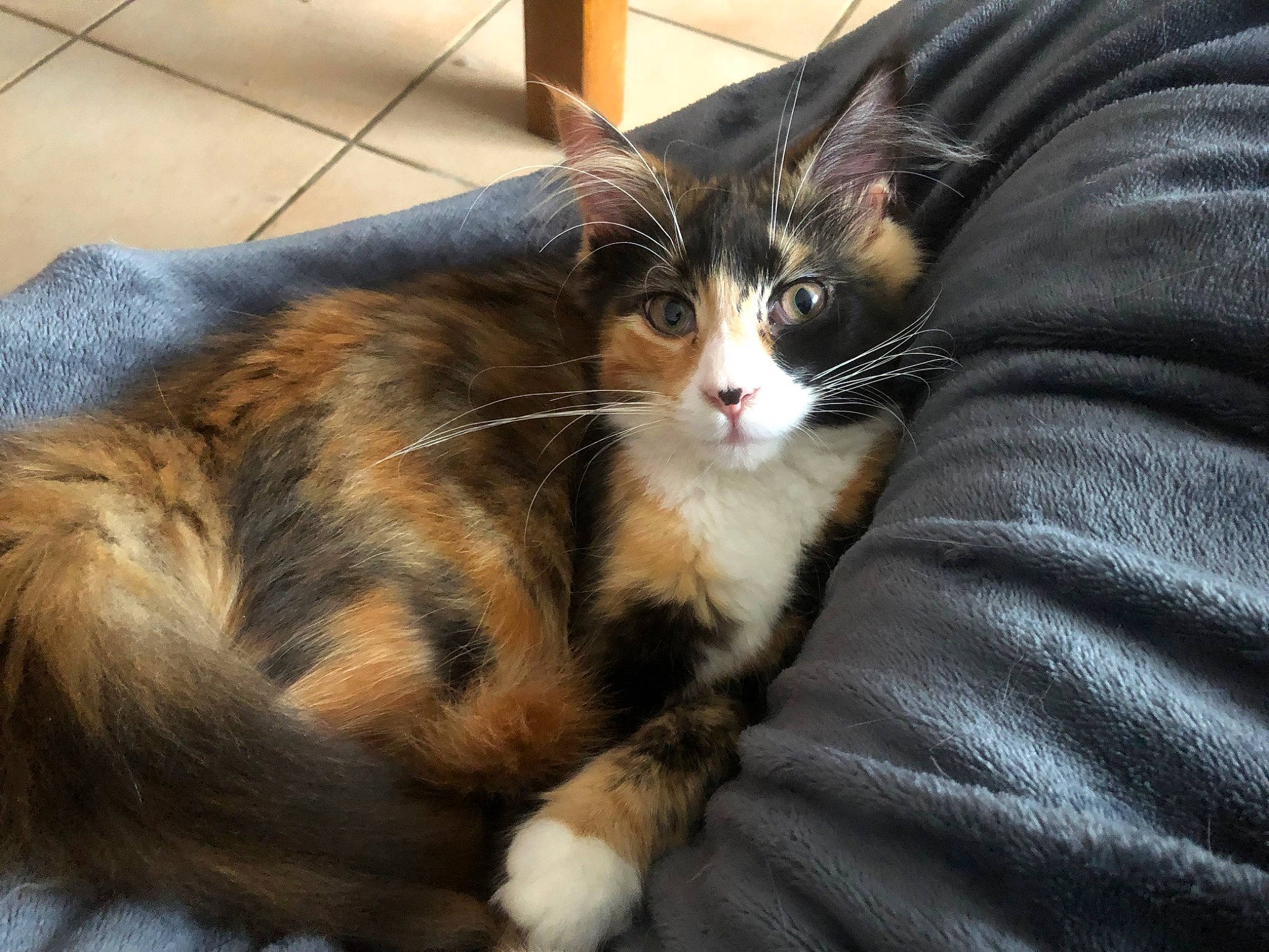 Lilas participe au concours pour gagner de l'argent avec cette photo : carnivore, cat, claw, comfort, domestic_short_haired_cat, felidae, flooring, fur, grass, paw, sitting, small_to_medium_sized_cats, snout, tail, tree, whiskers, window, wood