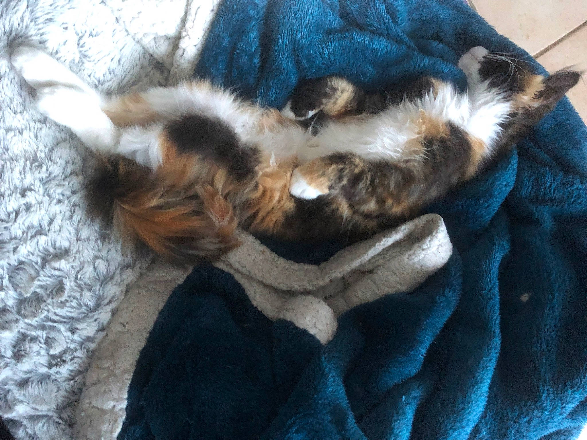 Lilas a rejoint le concours — aidez-le/la à gagner de superbes lots ! canidae, carnivore, cat, claw, comfort, companion_dog, dog_breed, electric_blue, felidae, fur, nap, paw, puppy, sleep, small_to_medium_sized_cats, sporting_group, tail, whiskers