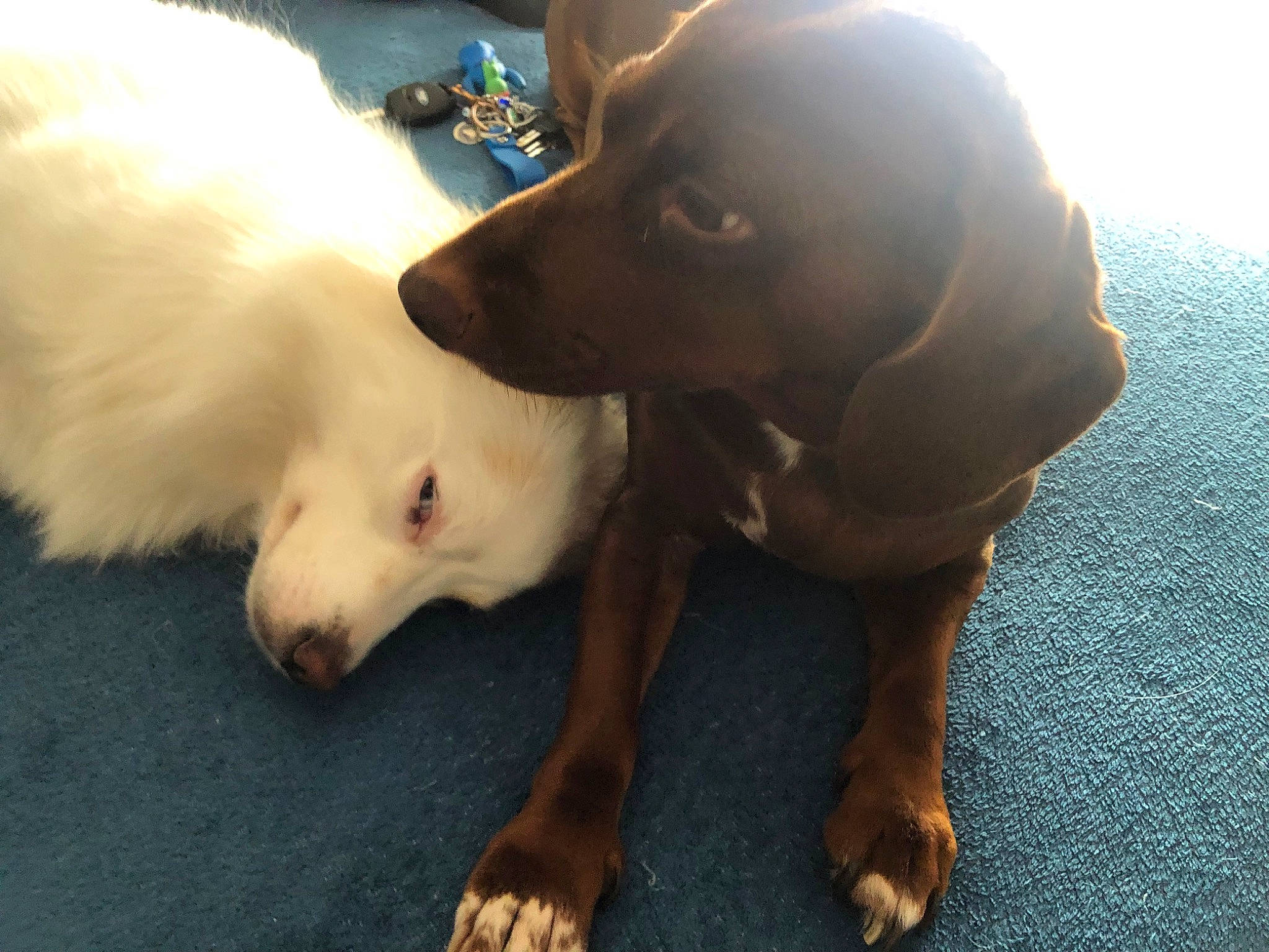 Kalya participe au concours pour gagner de l'argent avec cette photo : canidae, carnivore, companion_dog, dog, dog_breed, fawn, flooring, fur, german_spitz_mittel, guard_dog, liver, paw, retriever, small_greek_domestic_dog, snout, sporting_group, volpino_italiano, whiskers, working_animal, working_dog